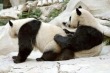 Panda Love