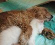 Dog Hugging Cat