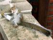 Funny pictures : Party Squirrel