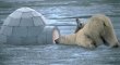 Curious Polar Bear