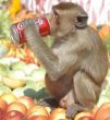 Funny pictures : Monkey Drinking Coke