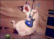 Funny pictures : Pet rocker