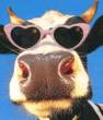 Cool Cow