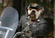 Funny pictures : Dog - biker-1