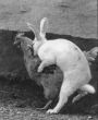 How Easter Eggs Are Made.jpg