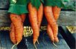 Sexy Carrots