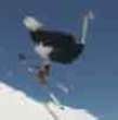 Funny videos : Skiing ostrich video