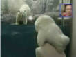 Funny videos : Polar bear needs some company