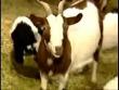 Funny animals: Weird fainting goats