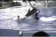 Funny videos : Killer whale body slam