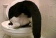 Funny cats: Cat on a loo