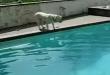 Funny dogs: Dogfish