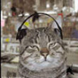 Cats listenin to music