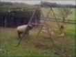 Funny videos : Headbutting sheep