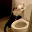 Funny cats: Add cat flushing toilet