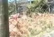 Funny videos : Guy mauled by lions