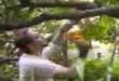 Funny videos : Tree to the face