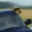Funny dogs: Dog loves the police chase