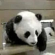 Funny videos : Baby pandas playing in the snow