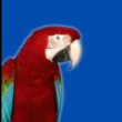 Funny videos : Hilarious bird joke