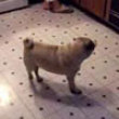 Funny videos : Pug as a blender