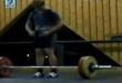 Funny videos : Topples under weights