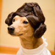 Princess leia