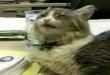 Funny videos : Singing cat