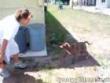 Funny videos : Silly dog jump