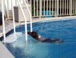 Funny dogs: Daisy Mae Swimming