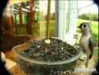 Funny videos : Funky town birds