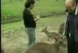 Funny videos : Killer kangaroo