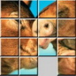 Photo puzzles: Love Pigs Sliding
