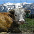 Photo puzzles: Alpine Cow Jigsaw