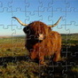 Photo puzzles: Highland Cow Jigsaw