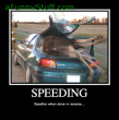 Funny pictures: Speeding