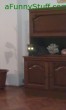 Funny pictures: my cat the Alien